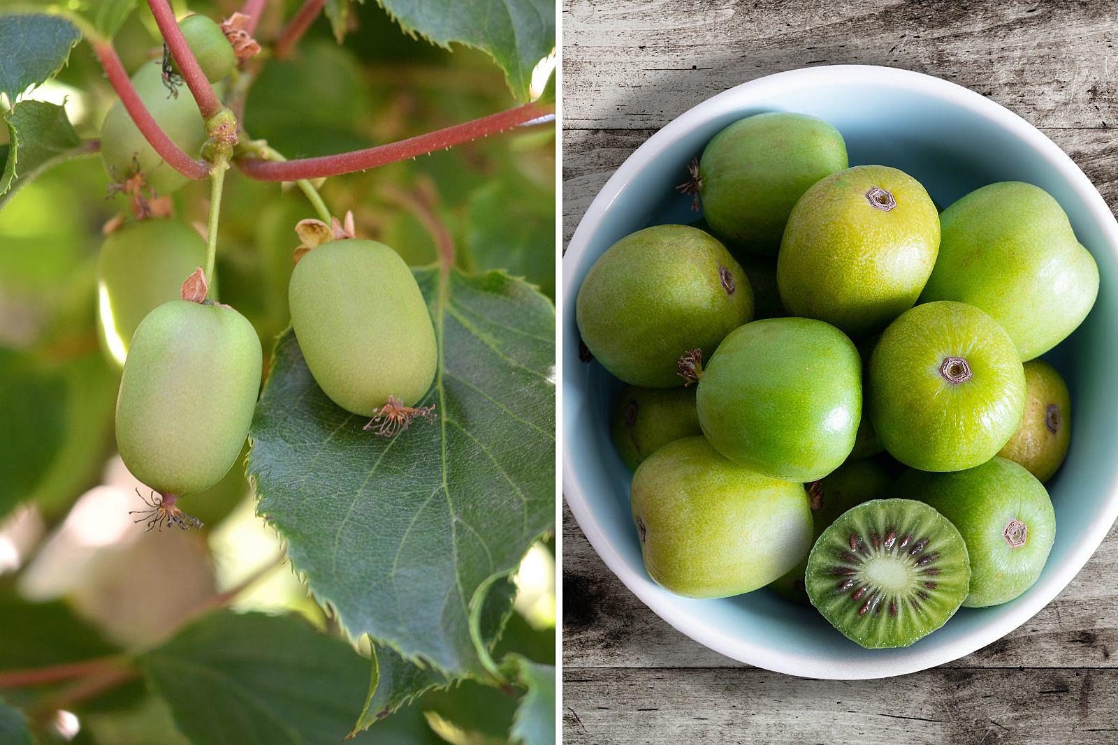 Unlocking the ageless secret of Kiwi: A daily elixir for eternal youth